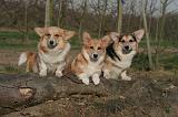CORGI PEMBROKE 1413